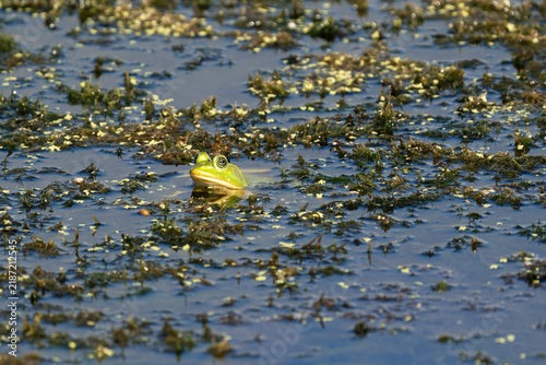 Obraz na płótnie Green American Pigfrog Emerging from Algae-Covered Wetland Water
