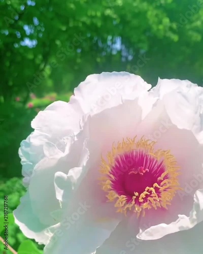 pink and white dahlia