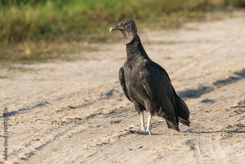 Fotografie Black Vulture Standing on a Sandy Trail at Lake Apopka