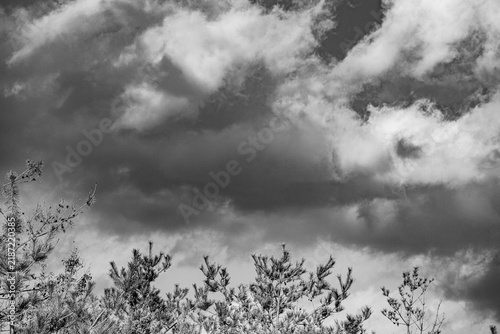 Dramatic black and white clouds above treetops