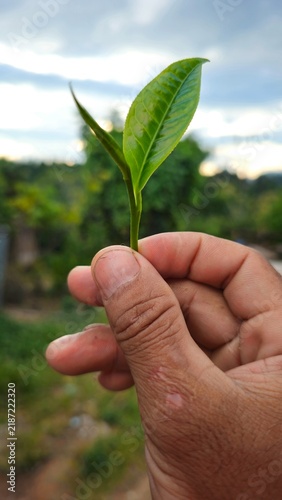 Hand holding fresh green tea leaves sprout over blur plantation background