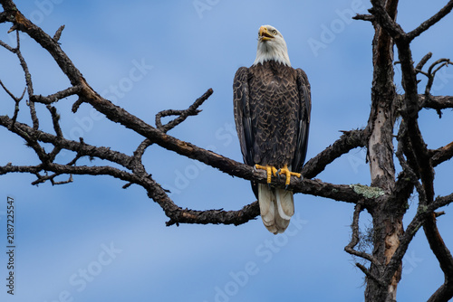 Alert Bald Eagle Perched in a Bare Wetland Tree