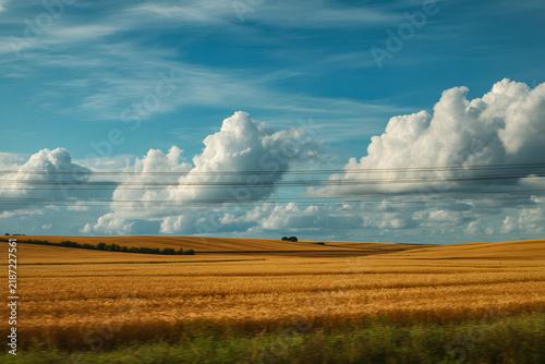 wheat field and blue sky