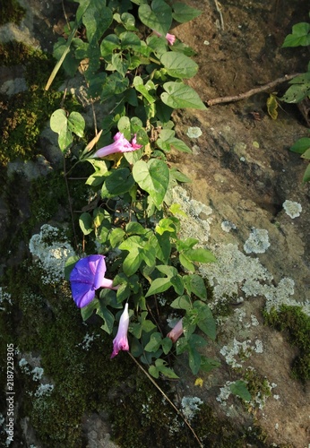 Fotografie Blooming morning glory plant growing on a rock surface, enlightened by dramatic morning sunlight, suitable for nature-themed wallpaper or peacefulness illustration