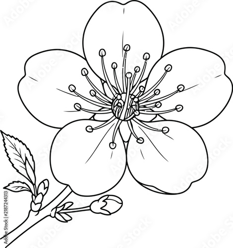 vector illustration of a flower
