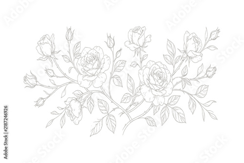 Detailed hand-drawn rose branches line art illustration with blooming flowers and leaves in botanical style