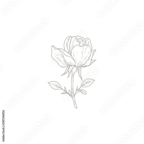 Elegant Botanical Line Art Rose Flower Illustration Featuring Delicate Floral Details for Sophisticated Minimalist Decor and Creative Design