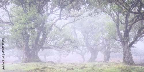 fanal forest Portugal Europe misty trees 