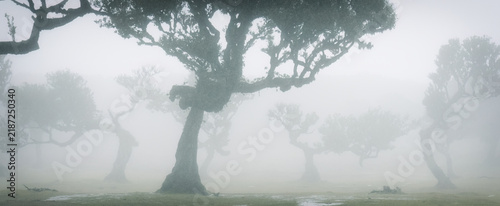 fanal forest Portugal Europe misty trees 