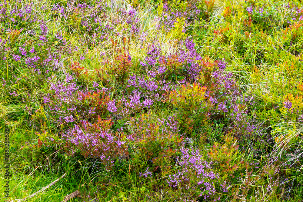 Obraz premium Beautiful native mountain plants growing in high altitude. A seasonal scenery of World Heritage area in Western Norway.