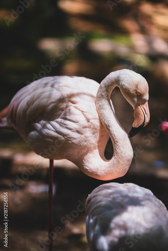 Wild Flamingo Portrait in a Forested Area. Flamingo in a Forested Natural Habitat. Flamingo Standing in a Natural Forest Landscape.