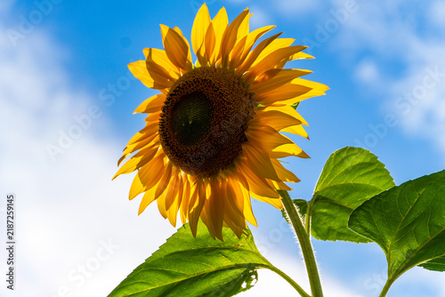 Gewöhnliche Sonnenblume in voller Blüte