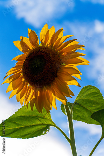 Gewöhnliche Sonnenblume in voller Blüte
