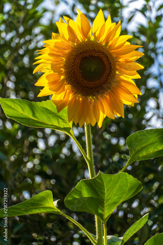 Gewöhnliche Sonnenblume in voller Blüte