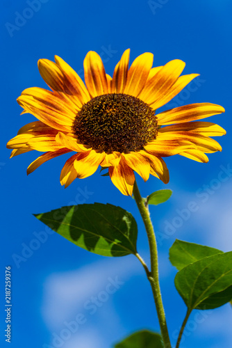 Gewöhnliche Sonnenblume in voller Blüte