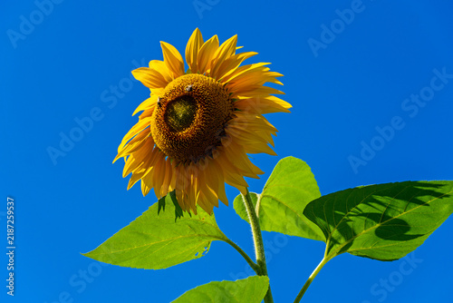 Gewöhnliche Sonnenblume in voller Blüte