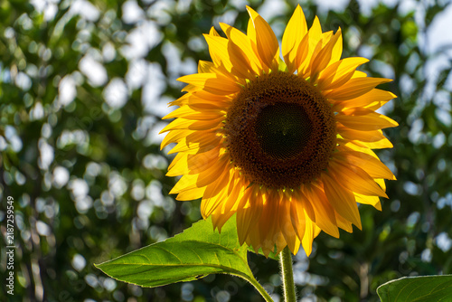 Gewöhnliche Sonnenblume in voller Blüte