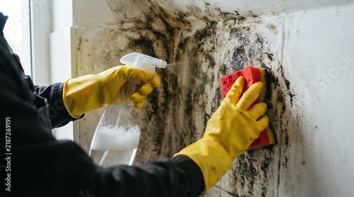 Black mold removal from wall, person cleaning toxic mildew with spray bottle and sponge, home remediation service