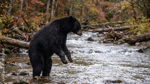 Black Bear Standing in Shallow River During Autumn Searching for Fish