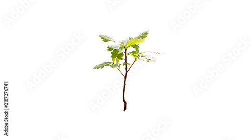 Bild auf Leinwand Young oak tree sapling with green leaves, small oak sprout growing for reforesta