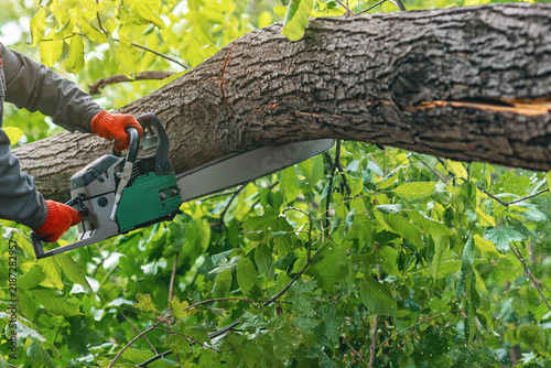 Working with chainsaw on fallen tree after hurricane. Hands in gloves cutting trunk with chainsaw.