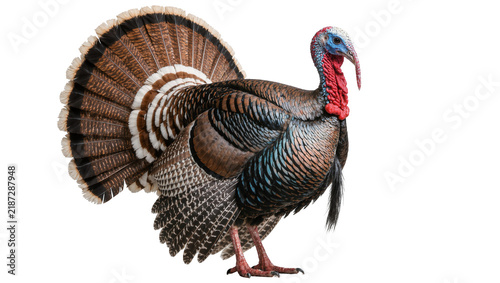 Fotografía Male wild turkey with fanned tail feathers, isolated on transparent background