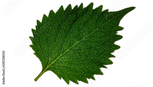 Obraz na plátne Detailed green serrated leaf with prominent veins, isolated on transparent backg