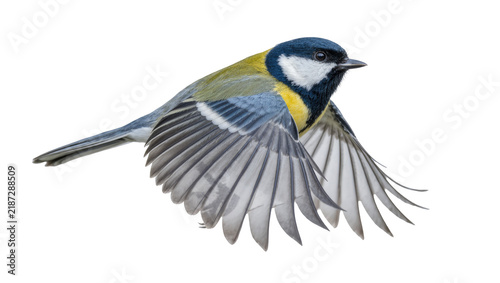 Canvastavla Great tit bird with spread wings in flight, isolated on transparent background