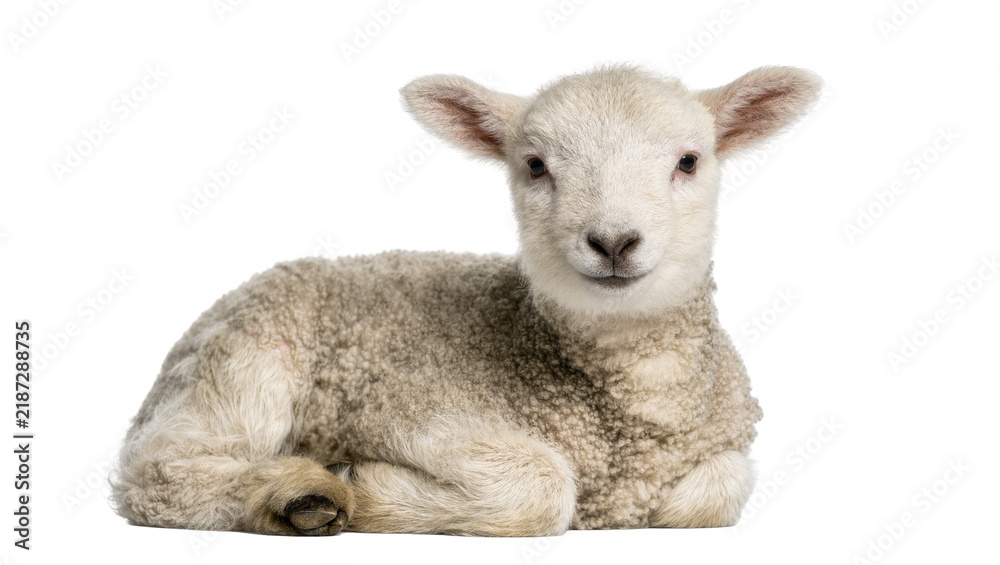 Fototapeta premium Fluffy young lamb resting peacefully, isolated on transparent background