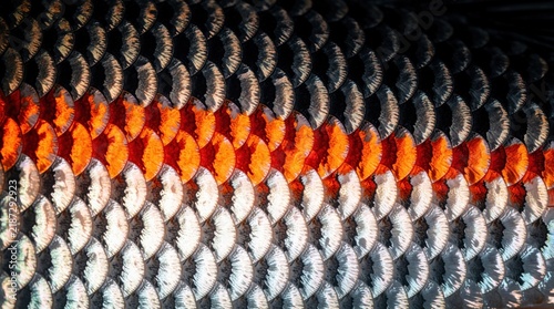 Macro view of fish scales showing colorful patterns. Bright orange strip runs through dark grey textured skin. Close up detail of aquatic animal body with unique biological design. Nature background