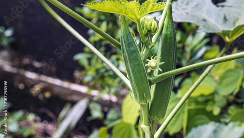 Fresh Okra Growing on Plant