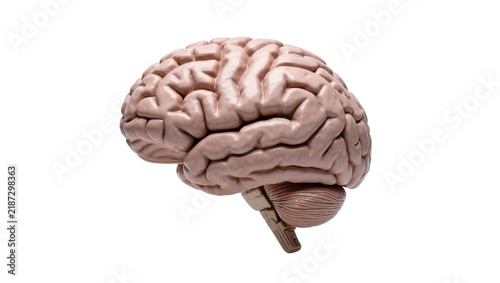 Obraz na plátne Detailed human brain model with cerebellum and brainstem, isolated on transparen