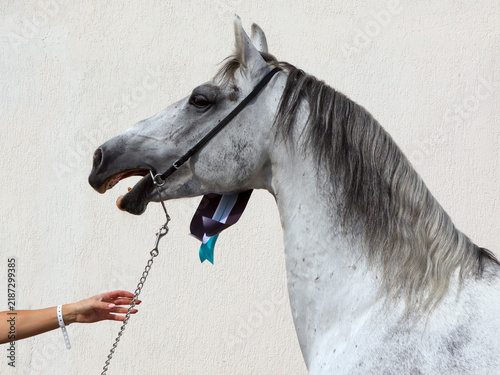 Fotografie Portrait of a beautiful white Andalusian stallion neighing against a light wall