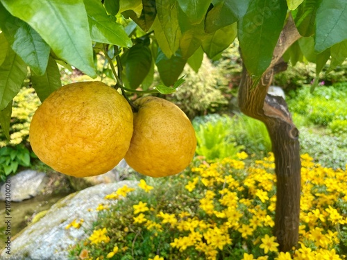 Orange Ugli fruit growing  on a tree