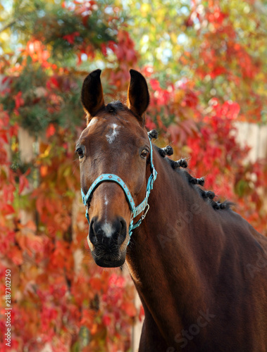 Portrait of a beautiful chestnut thoroughbred racing stallion against a backdrop of vibrant autumn grape foliage