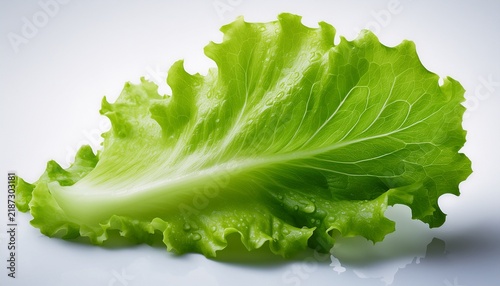 Vibrant Green Oak Leaf Lettuce Salad Leaf Fresh And Dewy Isolated On A Clean Transparent Background Perfect For Food Imagery