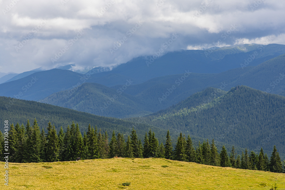 Fototapeta premium Mountains and forest in the Carpathians of Ukraine during summer