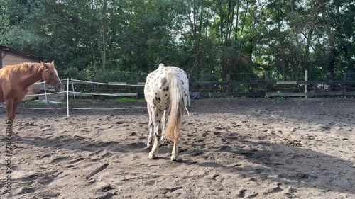 White Spotted Horse in Countryside – Equestrian, Ranch and Horse Breeding Concept