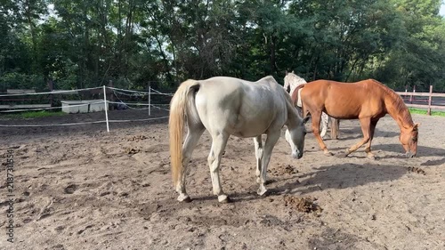 Horses of Different Colors in Pasture – Equestrian, Farming and Horse Breeding Concept