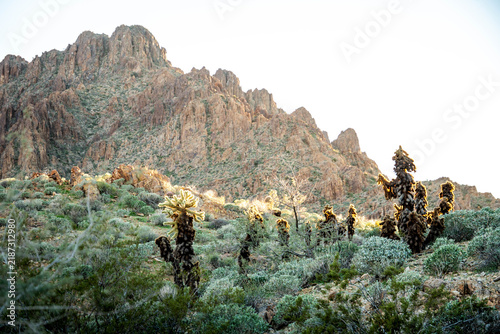 driving around near Oatman Arizona