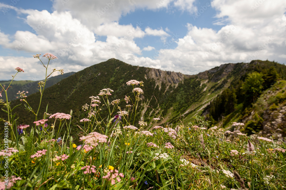 Fototapeta premium Mountain hiking at Brecherspitze mountain, Bavaria, Germany in summertime