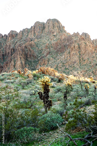 driving around near Oatman Arizona