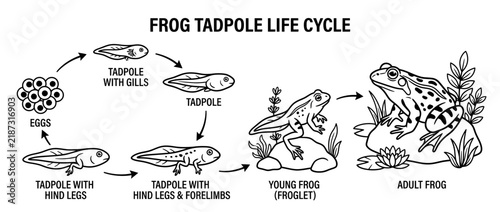 Frog life cycle illustration with labeled stages