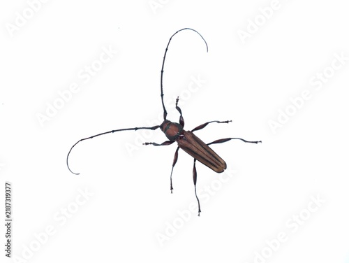 Konstfotografi Longhorn beetle (Cerambycidae) isolated on pure white background