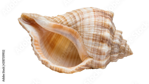 Bild auf Leinwand Detailed textured spiral seashell with intricate patterns, isolated on transpare