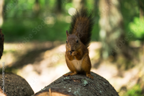 Red squirrel eating on wood log, wild animal forest portrait