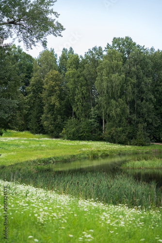 Green pond with reeds in blooming meadow, park landscape summer