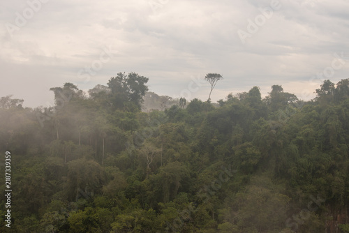 Misty rainforest canopy under overcast sky in Neotropical jungle