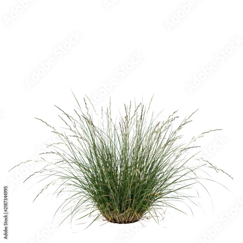 A lush clump of ornamental green grass with thin blades and delicate seed heads growing in a garden setting isolated on a transparent background