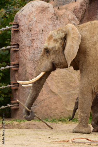 Canvastavla Close Up of an Elephant